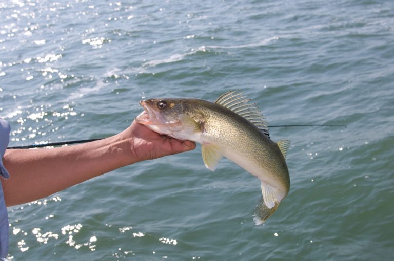 walleye1