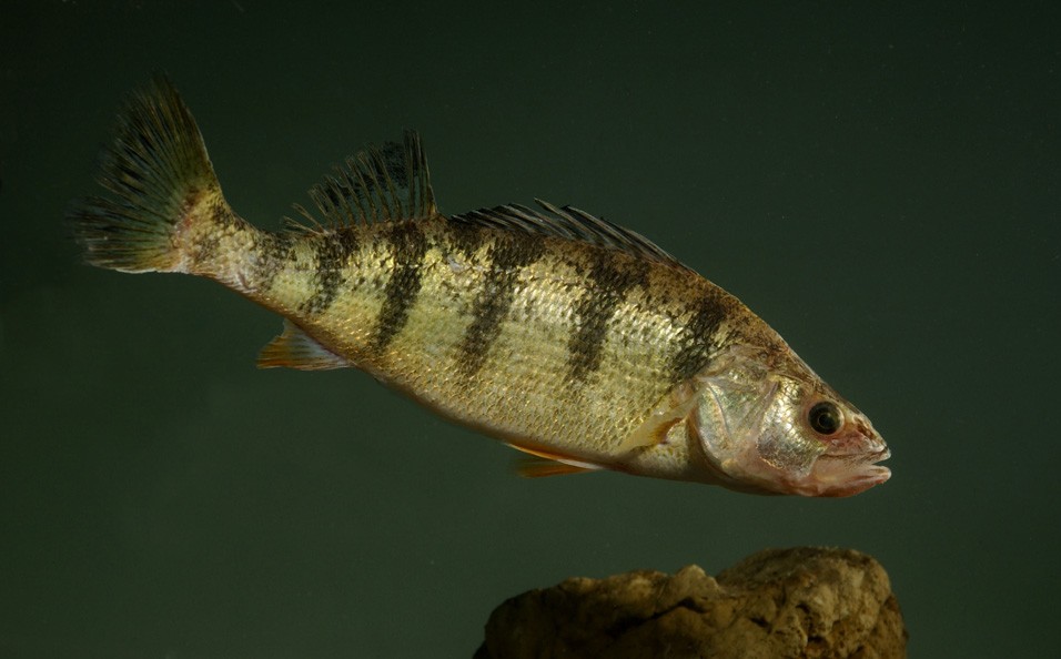 Lake Erie Perch
